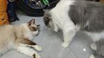 宠物猫