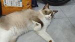 宠物猫