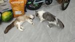 宠物猫