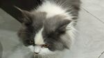 宠物猫
