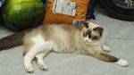 宠物猫