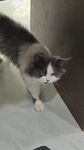 宠物猫