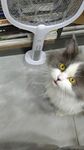 宠物猫