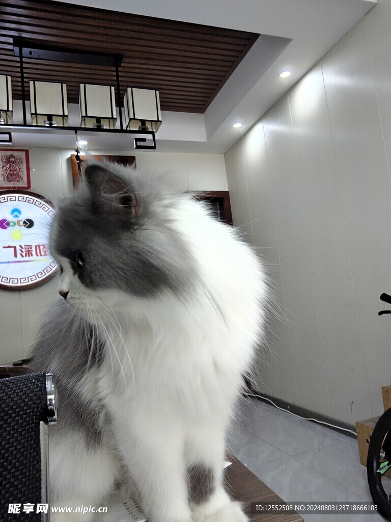 宠物猫