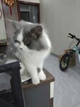 宠物猫