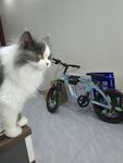 宠物猫