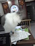 宠物猫