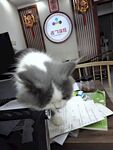 宠物猫