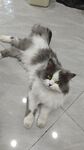 宠物猫