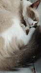 宠物猫