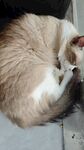 宠物猫