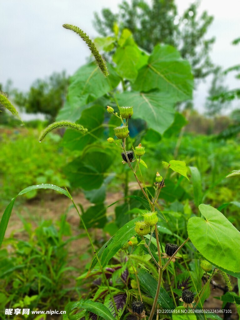 杨树苗与狗尾巴草