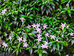 风车茉莉
