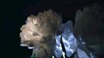 白芍药花