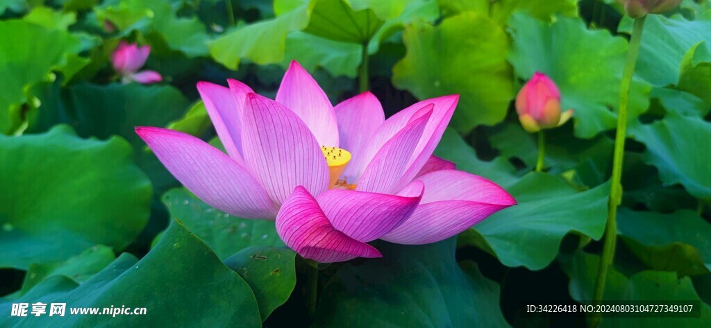 荷花