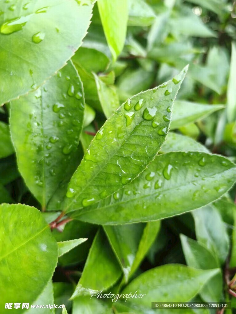 叶子上的雨水