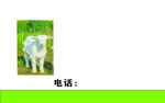 收羊名片反面