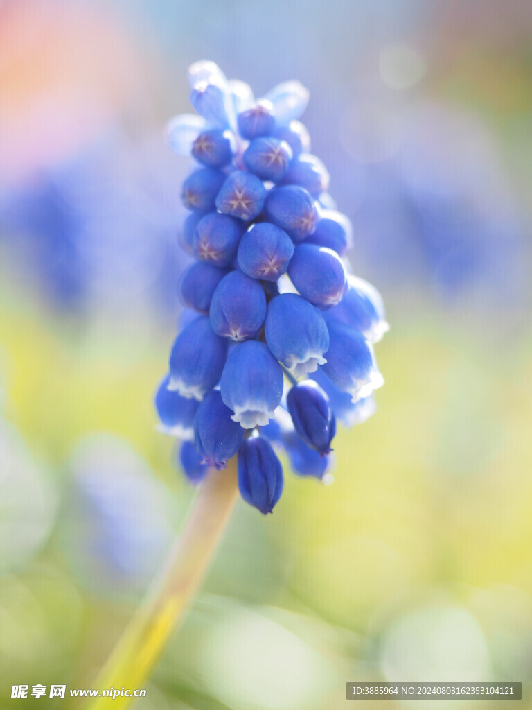 风信子图片