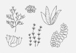 矢量植物