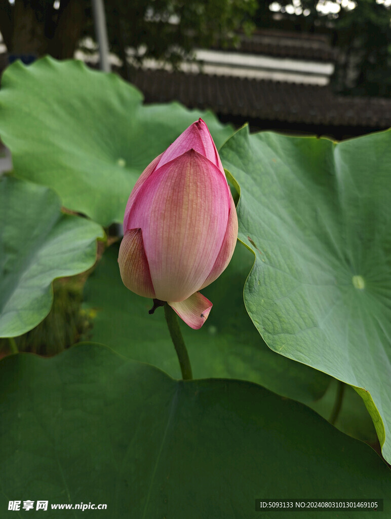 夏日荷花 花朵