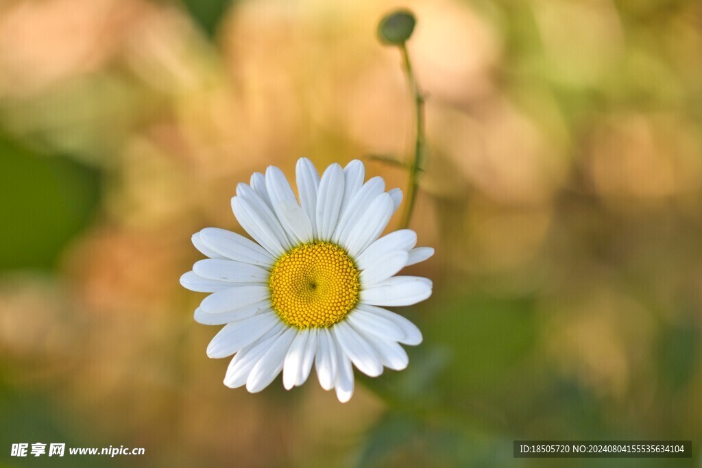 雏菊