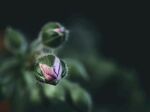 花蕾