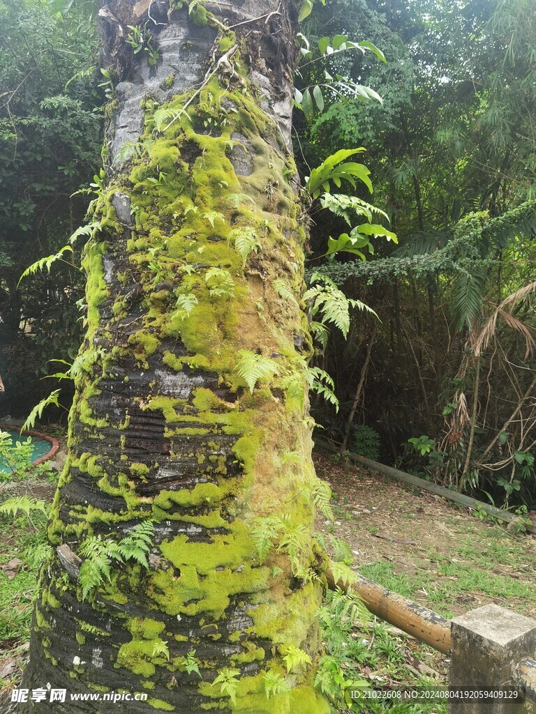 长满青苔的树干