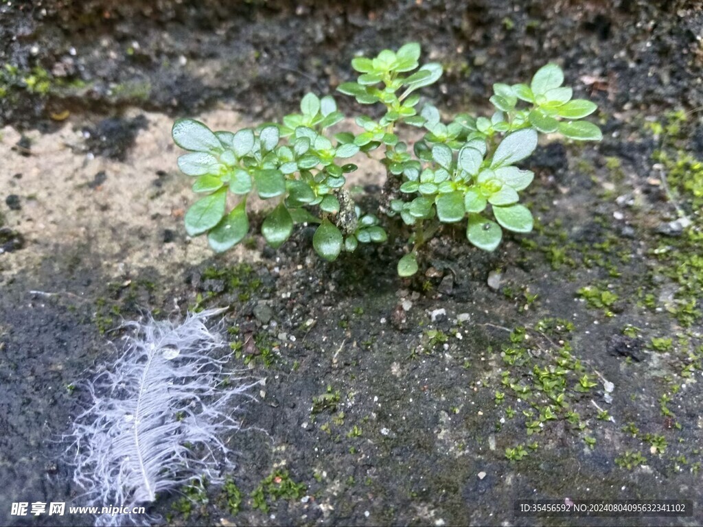 青台草