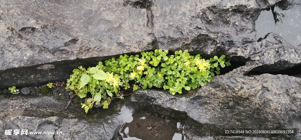 绿色植物 石头缝里的植物