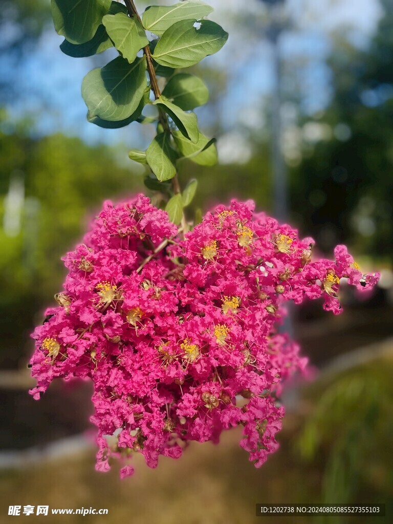 红色紫薇花