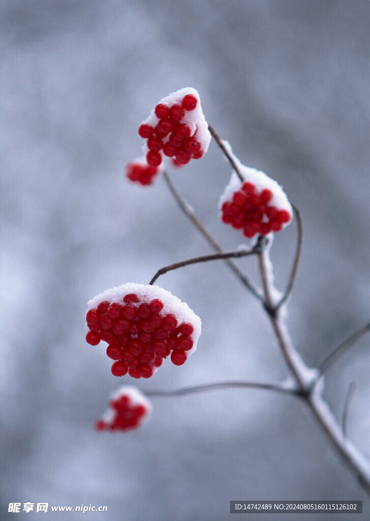冰天雪地