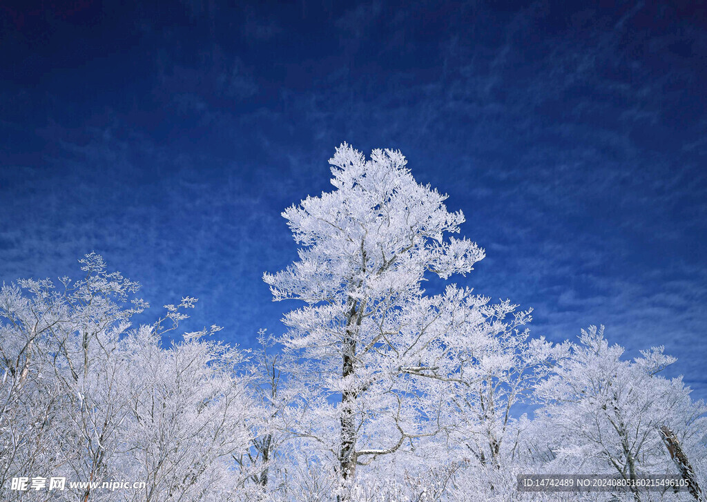 雪景