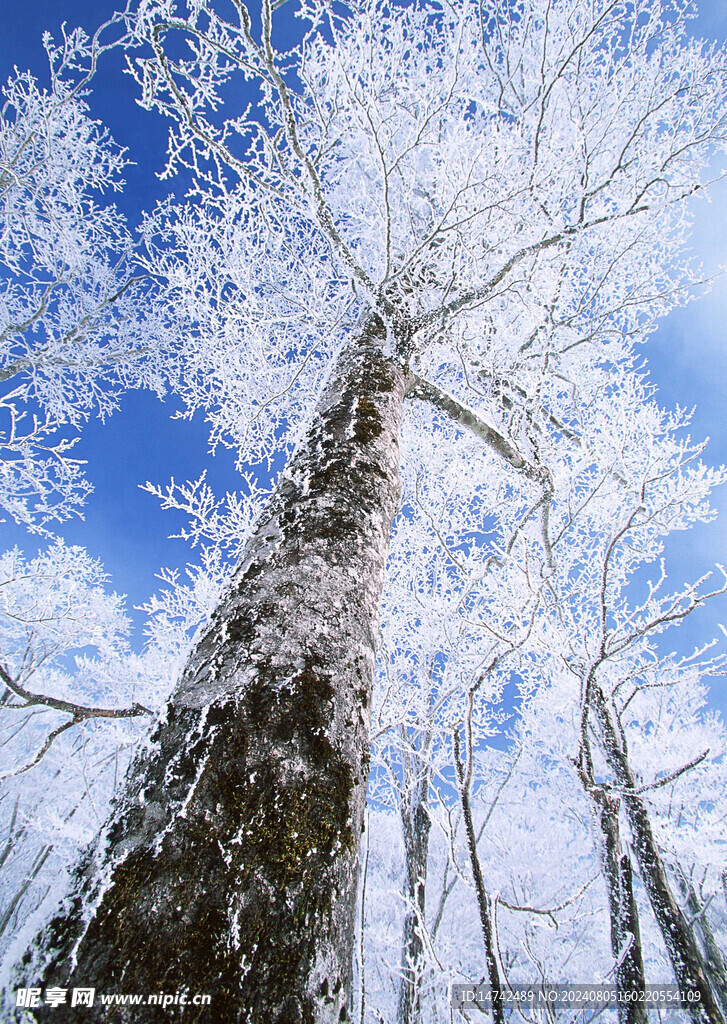 雪天
