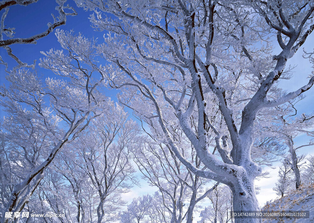 雪景