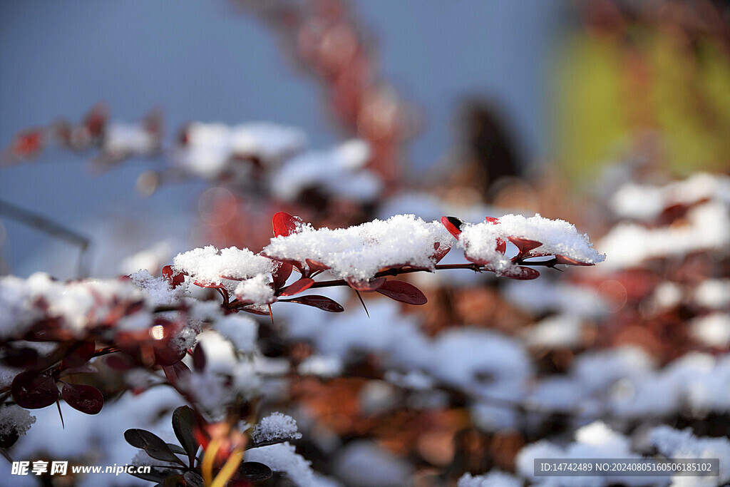 雪花