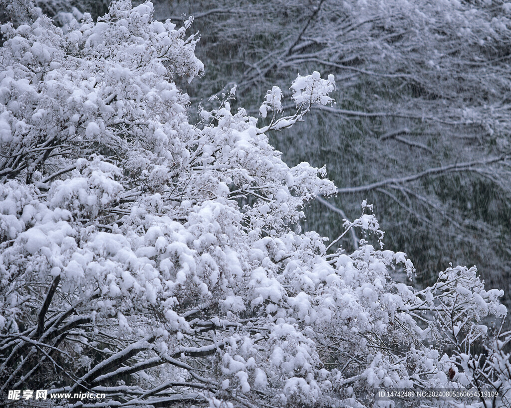 雪景