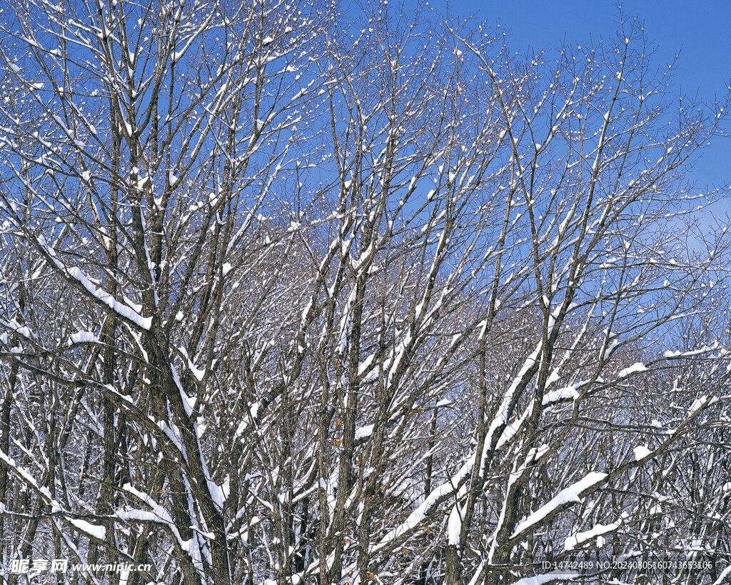 雪景