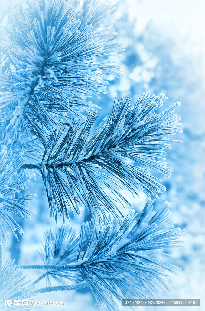 雪天