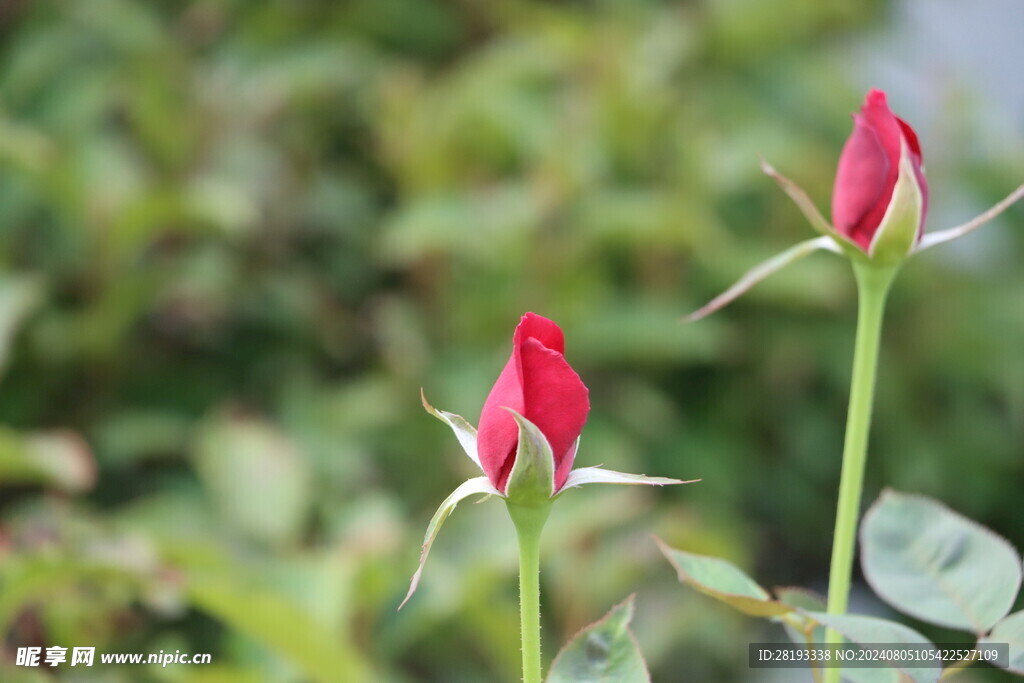 花苞