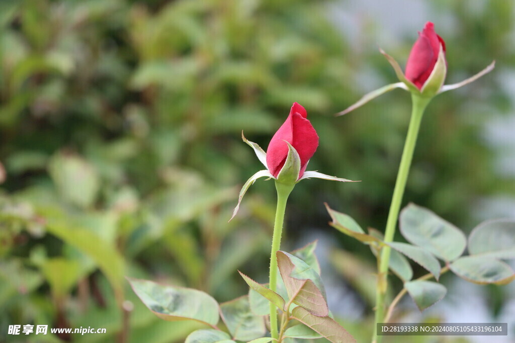 月季花花苞