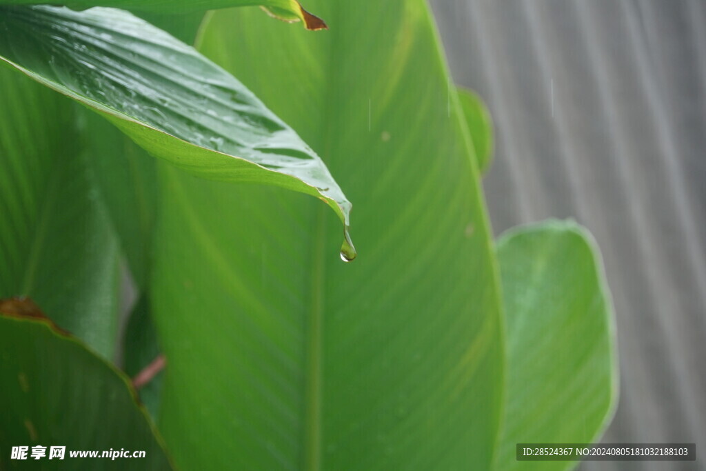 雨滴