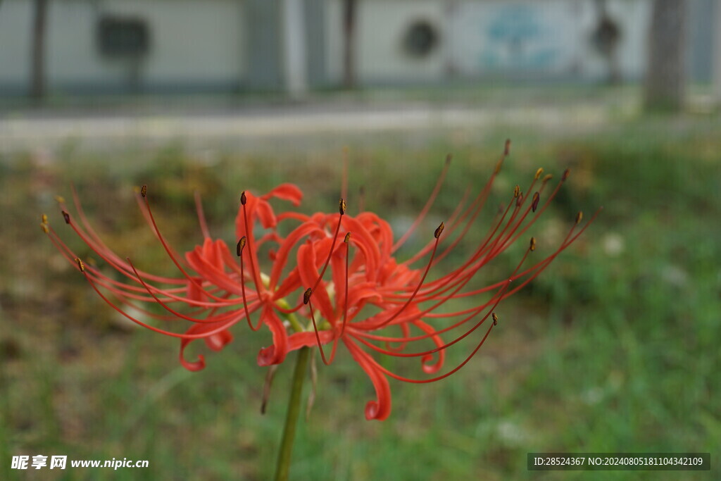 石蒜花