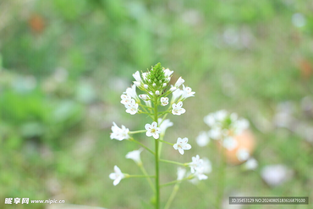 泽珍珠菜