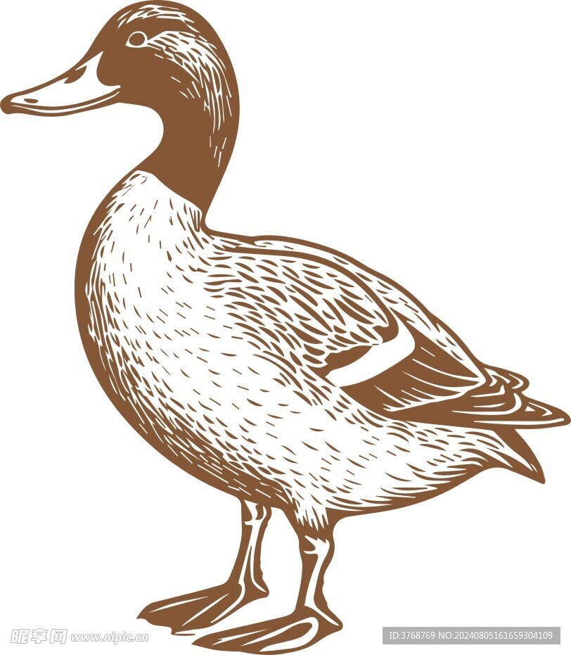 鸭子