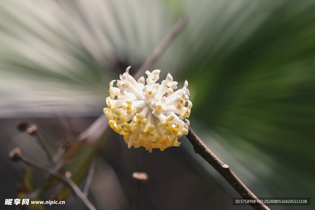 梦冬花光芒万丈