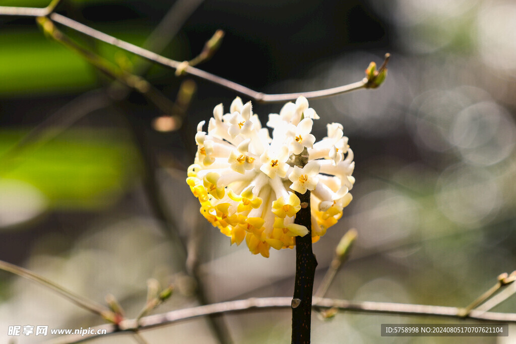 阳光下的梦冬花 