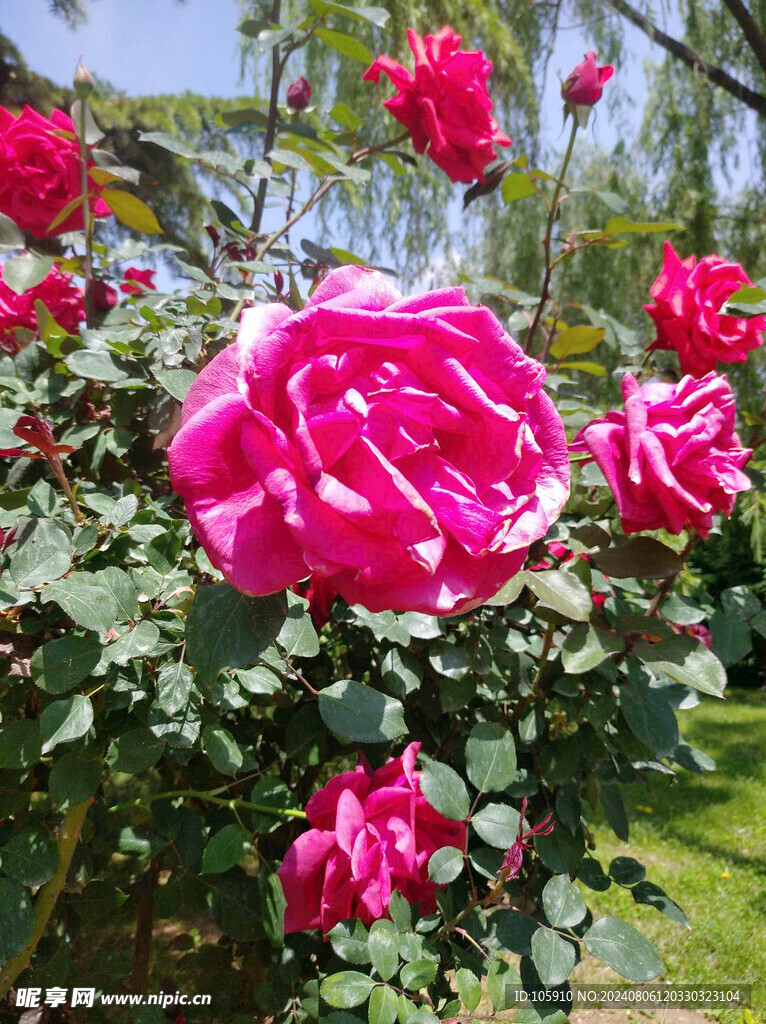 花卉月季