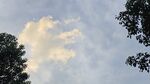 天空树木