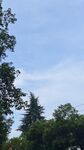 树叶天空