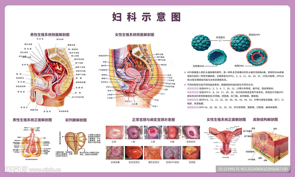 妇科解剖挂图